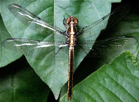 Libellula Flavida
