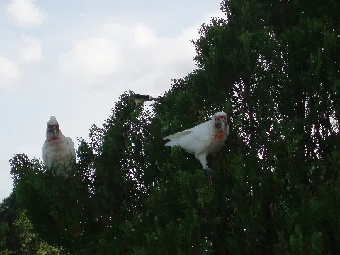 Long Billed Corellas (5352839435)