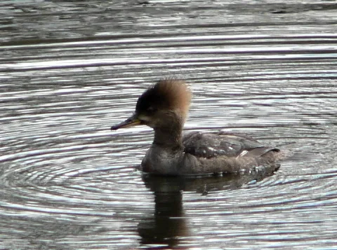 Lophodytes Cucullatus 00736T