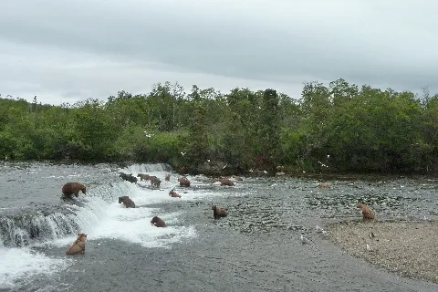 Lots Of Bears At Brooks Falls (9371882091)
