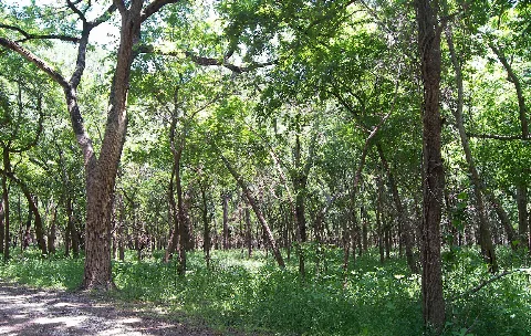 Mother Neff Forest