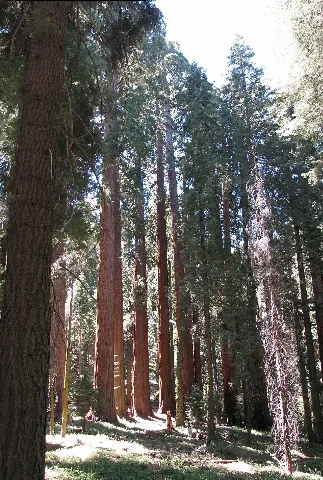 Muir Grove Hiker Standing Amidst Giant Sequoias In Muir Grove