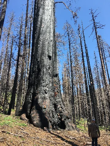 Nelder Grove After The Railroad Fire May 2019
