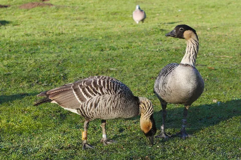 Nene Geese In Slimbridge