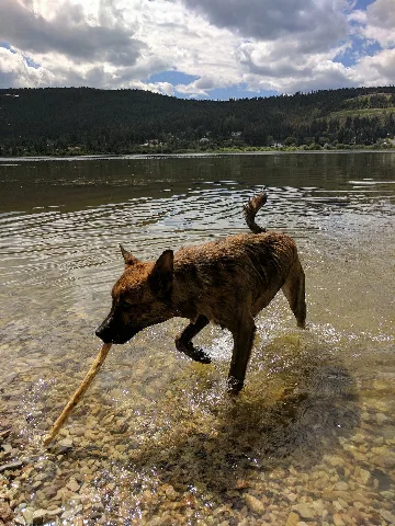 Northern Coola In Water
