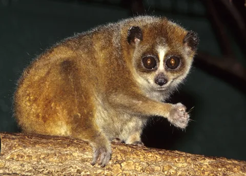 Nycticebus Pygmaeus 004