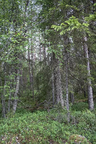 Överbo Urskog
