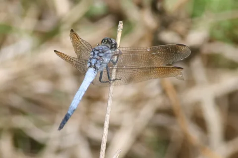 Orthetrum Caledonicum 1