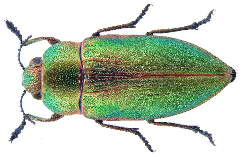 Perotis Malachitica Abeille De Perrin, 1896 (3232041364)