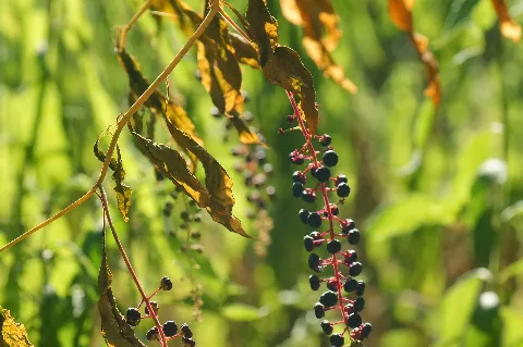 Phytolacca Americana Wilderness Park Ne