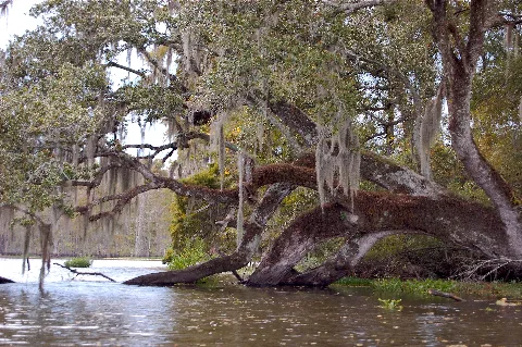 Pic From The Canoe On Bayou Corne