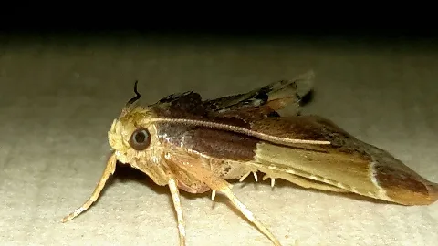 Pyralis Farinalis 002
