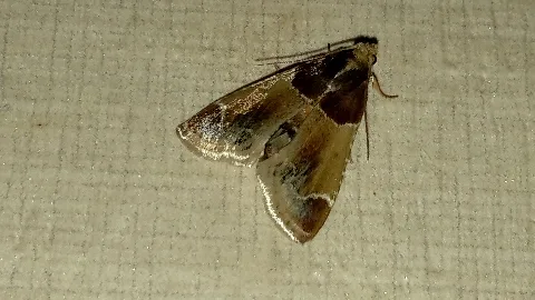 Pyralis Farinalis 003