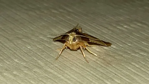 Pyralis Farinalis 004