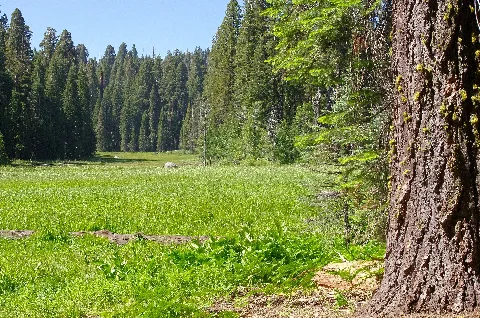 Red Fir By Crescent Meadow