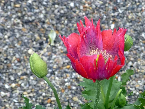 Red Poppy 3