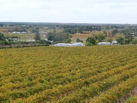 Renmark South Australia Vineyard