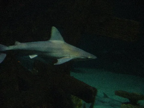 Requin À Shark Reef