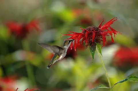 Rubythroatedhummingbird