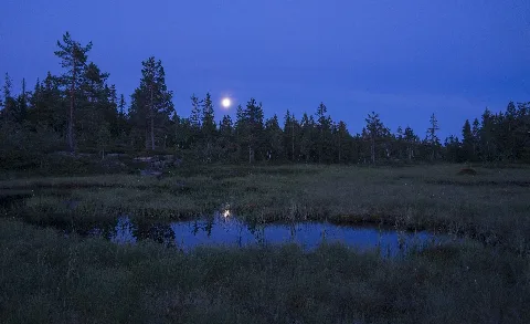 Rundkollen Naturreservat