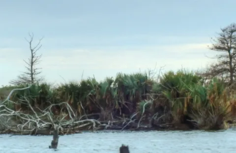 Sabal Minor Palms On Monkey Island, Nc