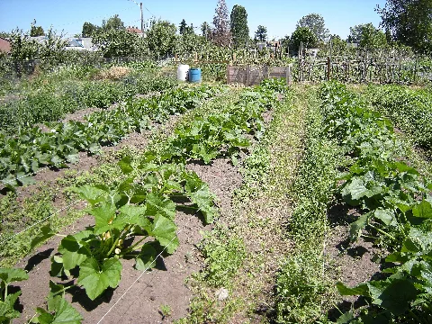 Seattle Marra Farm 09