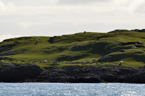 Sheep Grazing On Hermetray Geograph 4575768