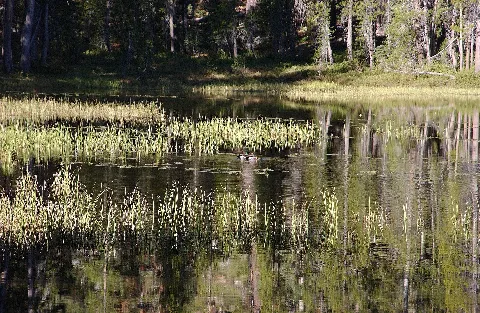 Siesta Lake, Yosemite National Park