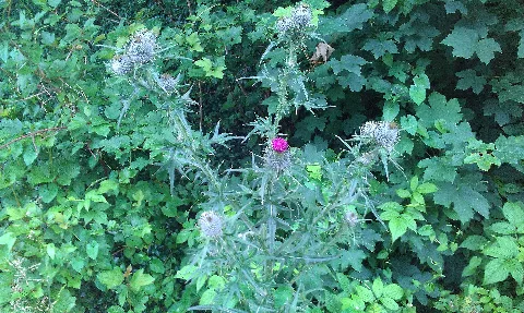 Spear Thistle In Thicket, Hauge, Norway