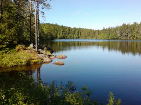 Stavtjern