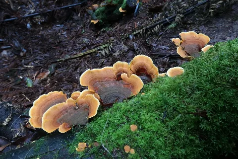 Stereum Ostrea 76637338