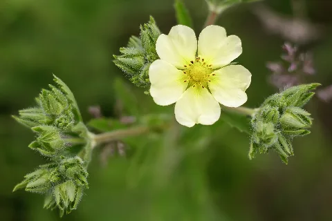 Sulfur Cinquefoil Introduced Bullitt County, Ky Usa (With Foliage)
