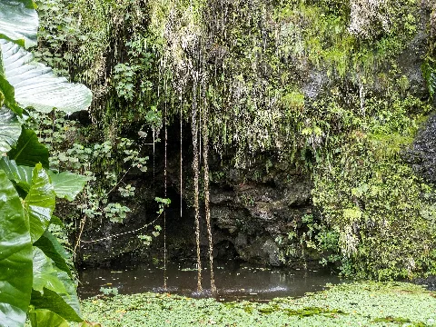 Tahiti, French Polynesia Water Gardens Vaipahi (48047560068)