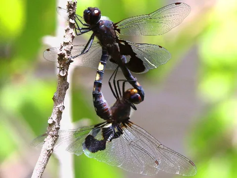 Tramea Lacerata Mating Wheel