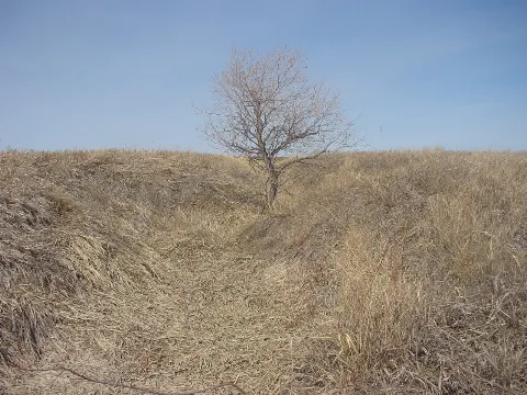 Tree Still Dormant In Early Spring Panoramio