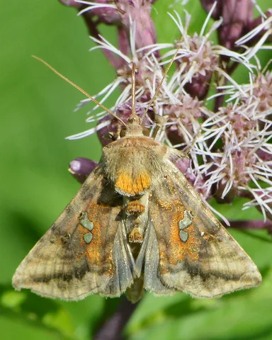 Two Spotted Looper Moth (Autographa Bimaculata) Springdale, Newfoundland 2019 08 16 (01)