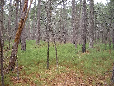Tyler State Park (Texas) 0125