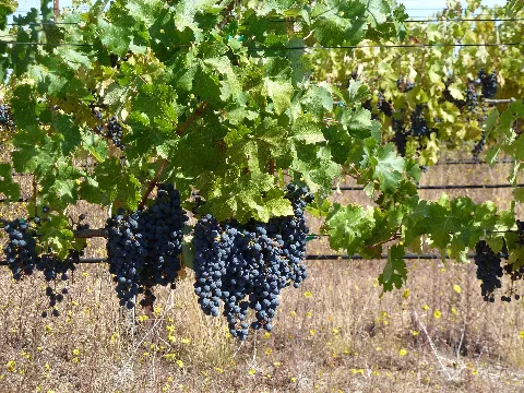 Vineyard On Monte Bello Ridge Cabernet Sauvignon