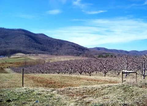 Vineyard Panoramio Idawriter