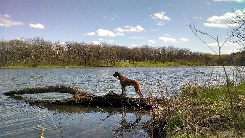 Vizsla Dog At Johnson Sauk Trail Lake