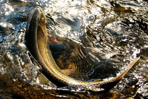 Weber River Cutt