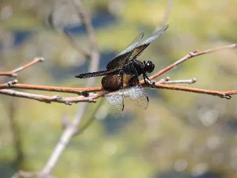 Widow Skimmer Juvenile Male