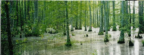 Wolf River Swamp North Mississippi