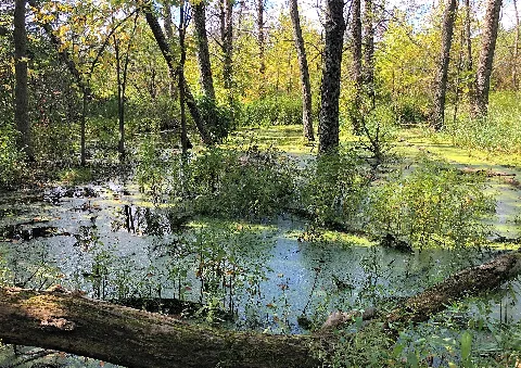 Wooded Wetland In Mequon, Wisconsin