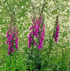 04913 Digitalis Purpurea Nevit