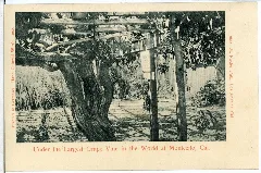 04938 Montecito Cal. 1903 Under The Largest Grape Vine In The World Brück & Sohn Kunstverlag