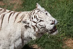 08 2011. Panthera Tigris Tigris Texas Park Lanzarote Tp00