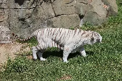 08 2011. Panthera Tigris Tigris Texas Park Lanzarote Tp06