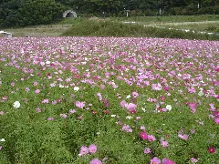 飯南町志津見、国道184号線沿いのコスモス
