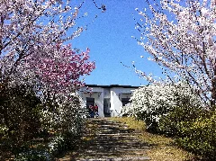 櫻2 Panoramio